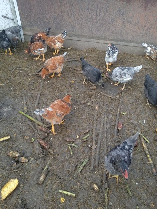 Продам молодых курочек
