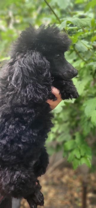 Продаются щенки Той Пудель