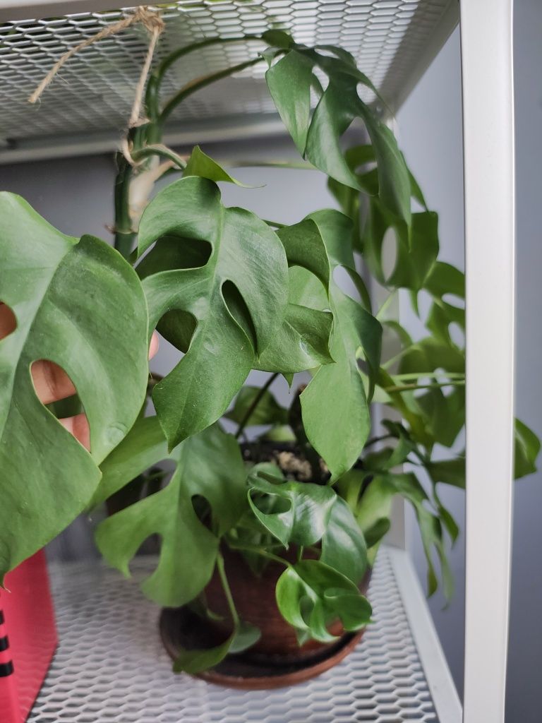 Raphidophora, Rafidofora tetrasperma zwana też monstra minima
