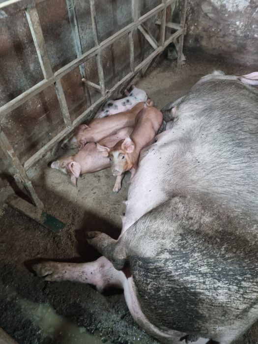 Свині поросята  !!!
