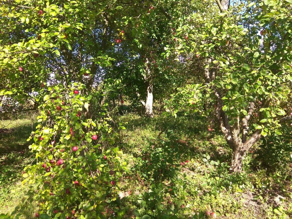 Продажа дачного участка