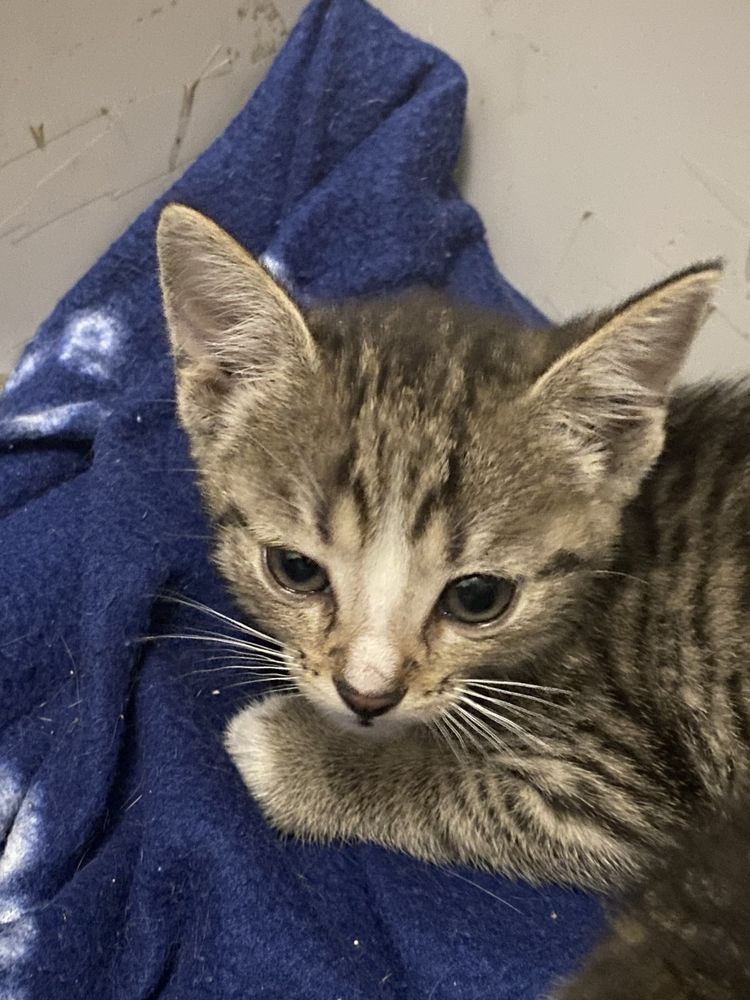 Kotki do adopcji