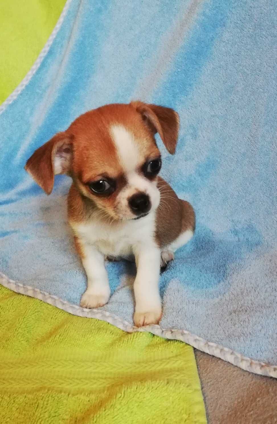 Chihuahua, chłopiec
