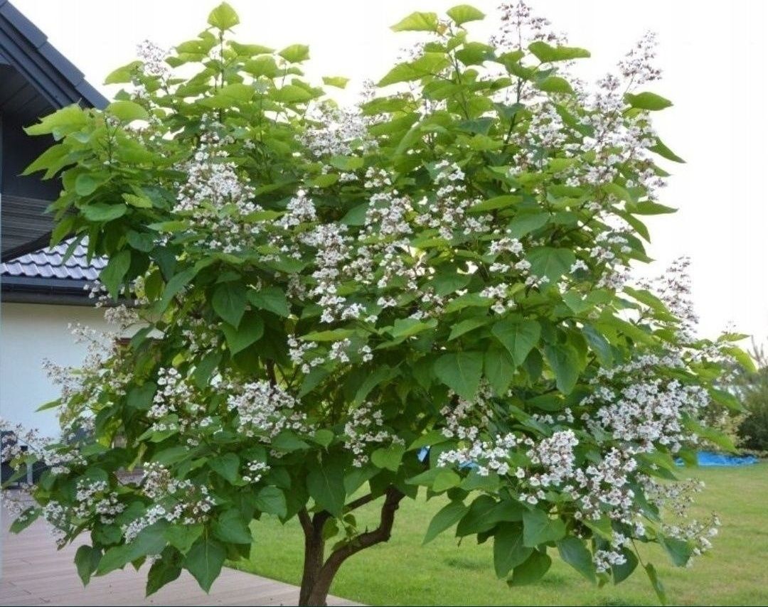 Katalpa bignonionwa catalpa nasiona x60