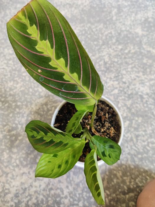 Маранта комнатные цветы