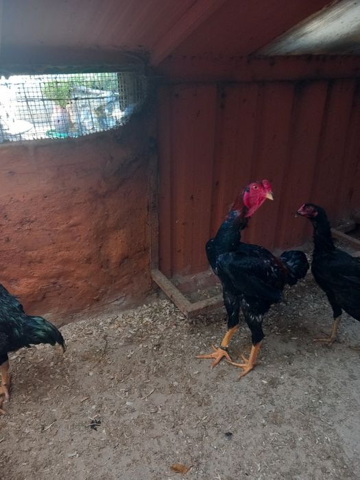 Índio  gigante cr3 ....