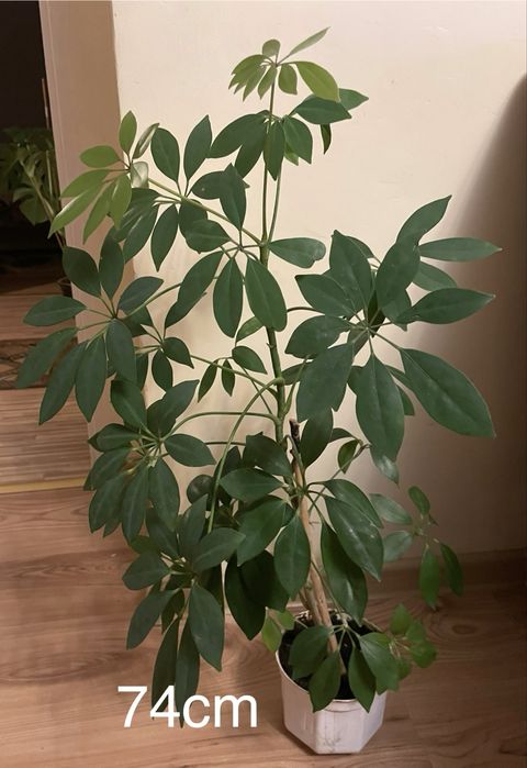 Kwiat Schefflera  74 cm Kraków