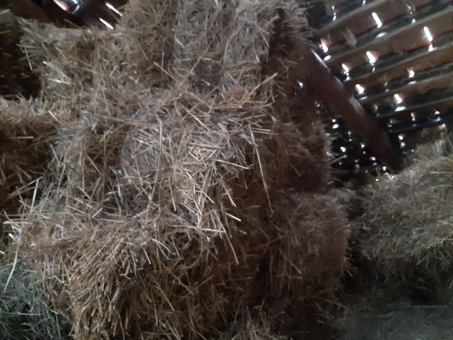 Siano i słoma tegoroczna 2025