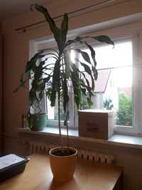 Dracena wyhodowana