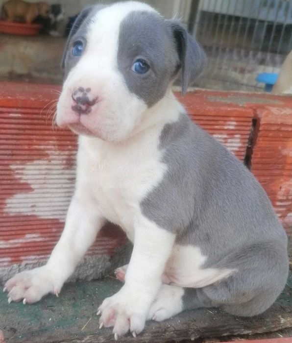 Cachorro American Staffordshire Terrier cinza