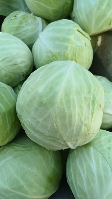 Sprzedam kapustę do kiszenia