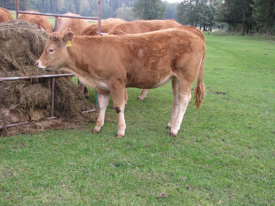 Jałówki Limousine 100-procent odsadki do dalszego chowu