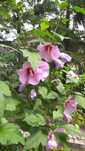 Krzew hibiskus w donicy