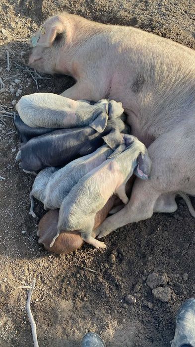 Leitão para Assar (NATAL)