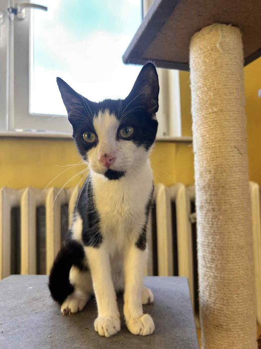 Wyjątkowy kociak gotowy do adopcji!