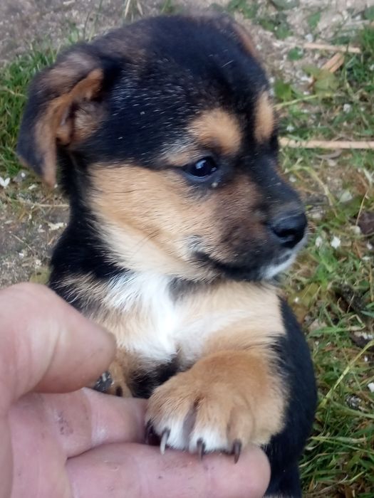 Oddam pieski za darmo