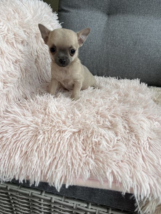 Chihuahua malenka suczka do odbioru