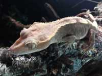 Dorosła samica gekona orzęsionego