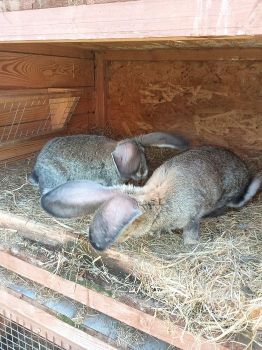 Królik kroliki młode olbrzym belgijski baran francuski