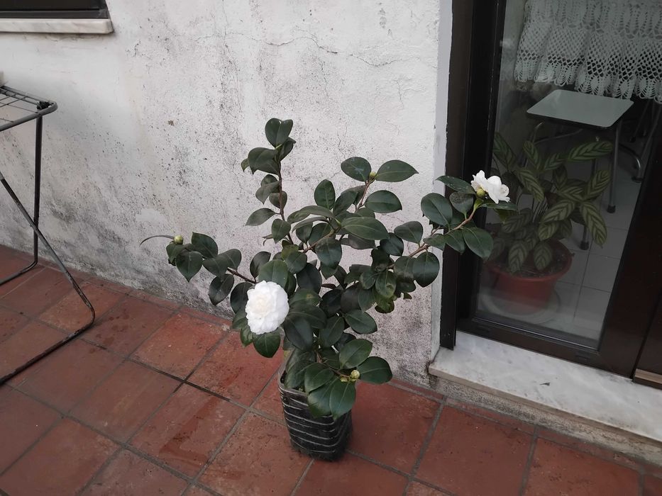 Vendo Camélias Brancas em vaso