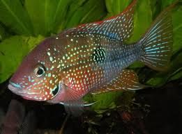 GB Pielęgnica Eliota (Thorichthys ellioti)