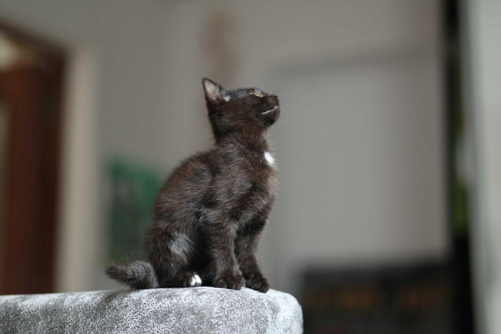 Котик, кошеня, кіт