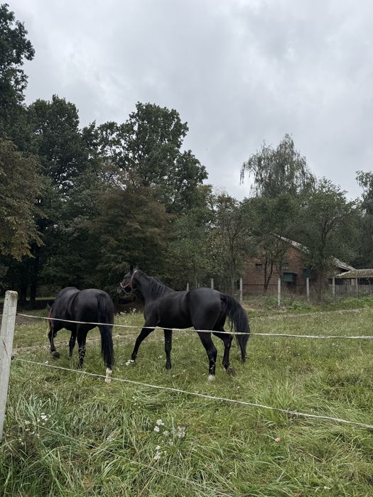 Klacz śląska na sprzedaż