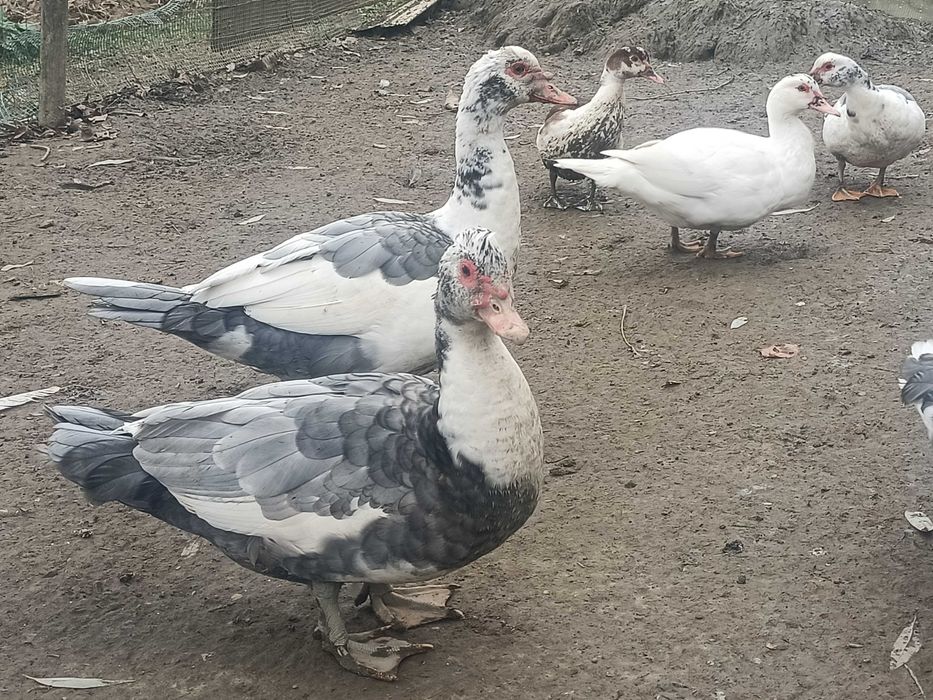 Sprzedam kaczki i kaczory