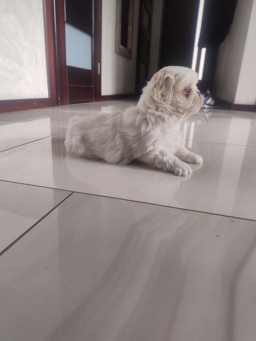 Pekińczyk królewski sunia rodowód