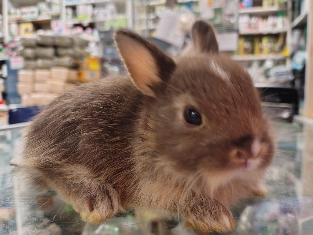 Królik miniaturowy