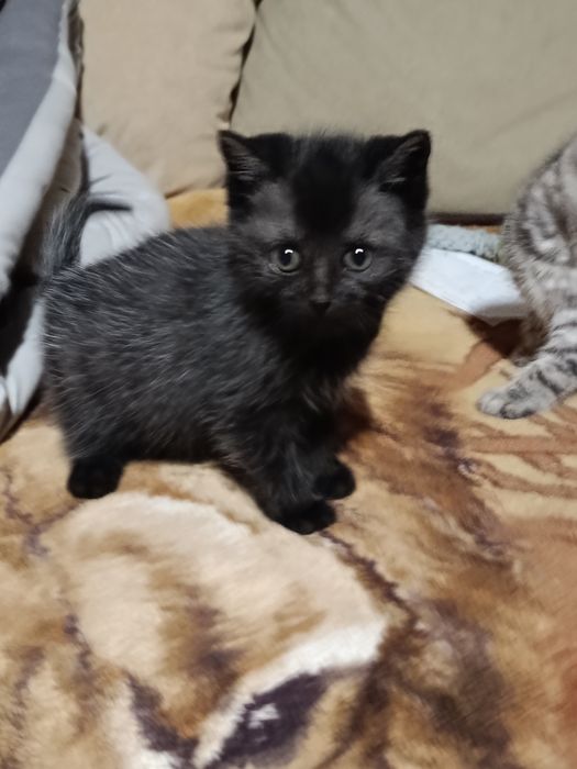 Отдам красивых котят