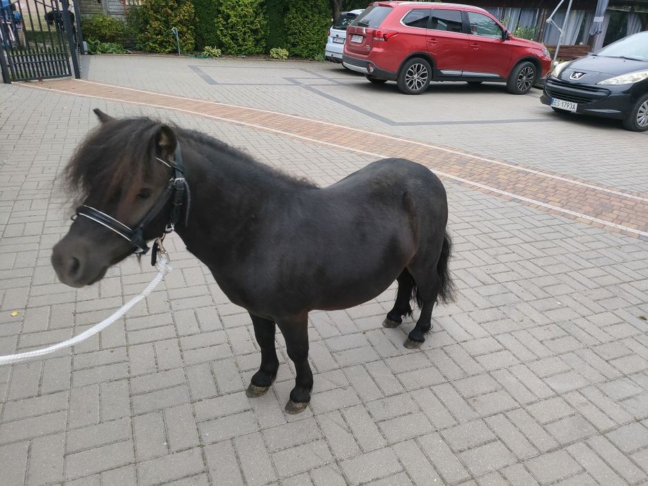 Mini Szetlandy ogierek kuc