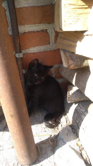 Czarny kocurek z zielonymi oczami