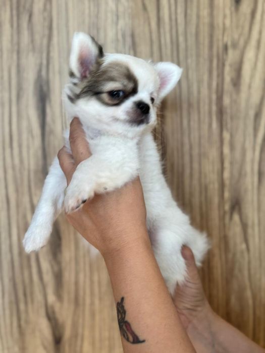 Malutki długowłosy  chihuahua