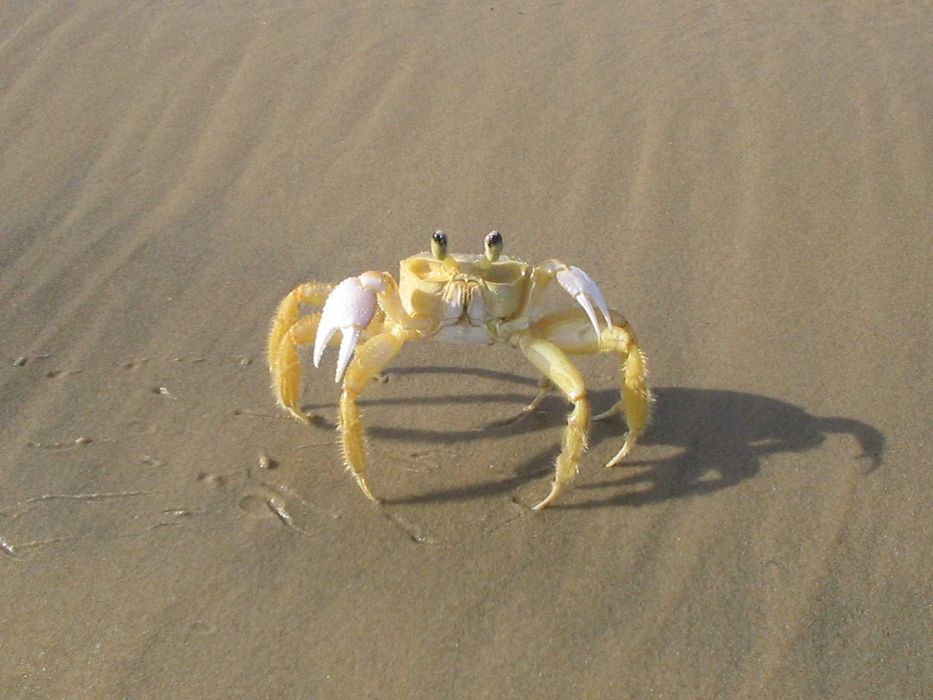 Canon Power Shot A310 Aparat cyfrowy Zestaw retro Y2K