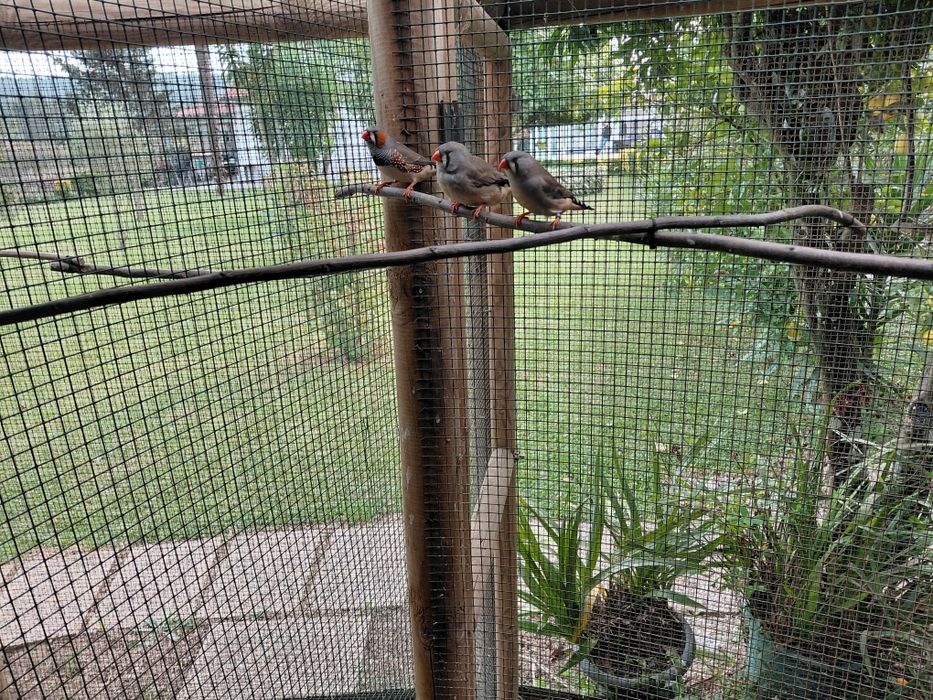 Mandarins gigante, puros