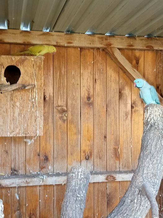 Sprzedam aleksandrety obrożne