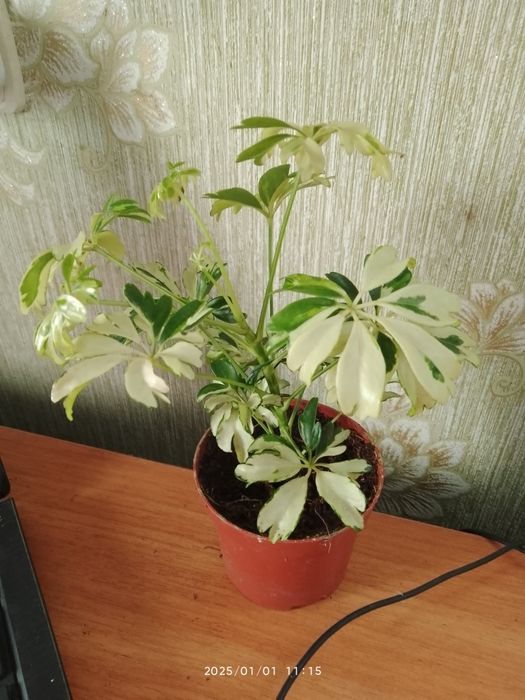 Фатсія,Спатіфілум крисивої варієгатності і інші рослини.і