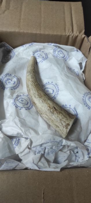 Zestaw gryzakow dla psa z poroża jelenia 12 sztuk