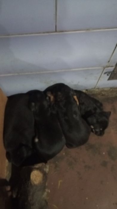 Продам щенков амстафов їдять все