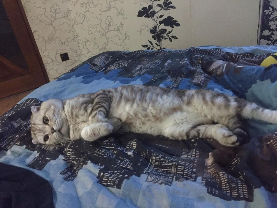 Кіт вязка шотландець віслоухий