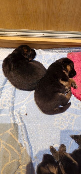 Owczarek niemiecki szczenie