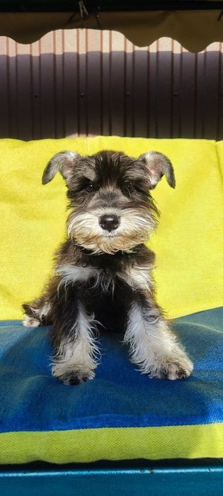 Продам цуценят цвергшнауцер