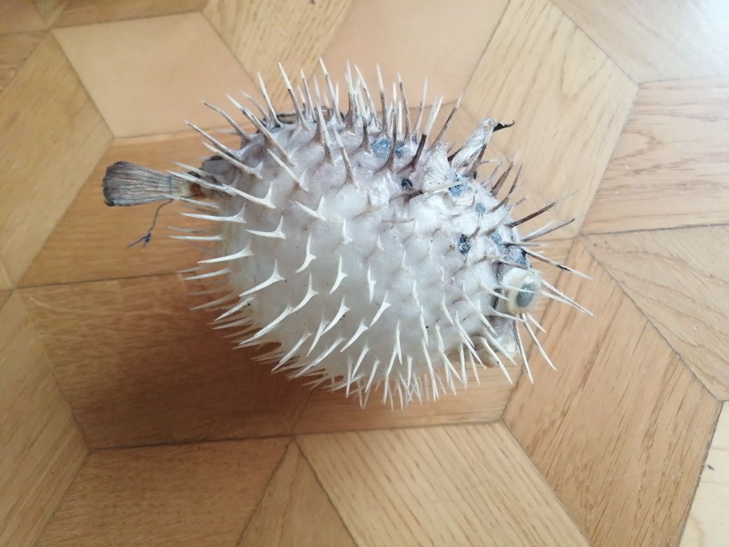 Spreparowana ryba najeżka rozdymka
