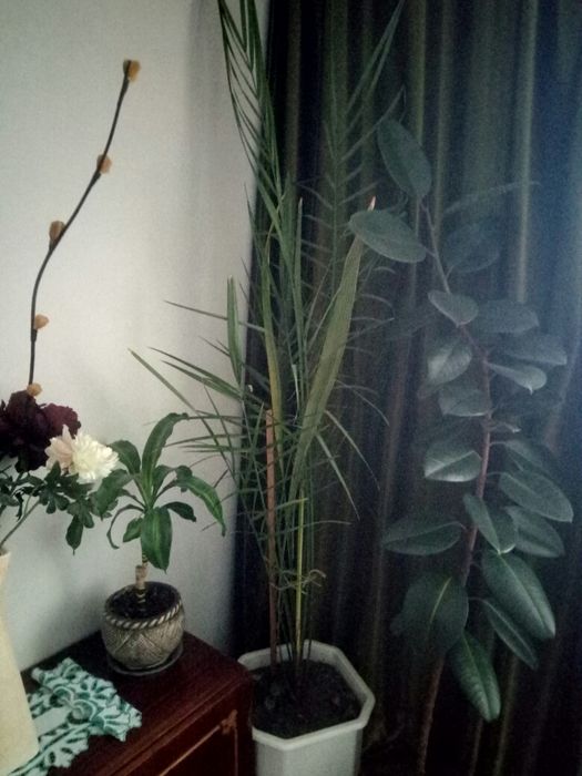 саджанці пальми фініковоі