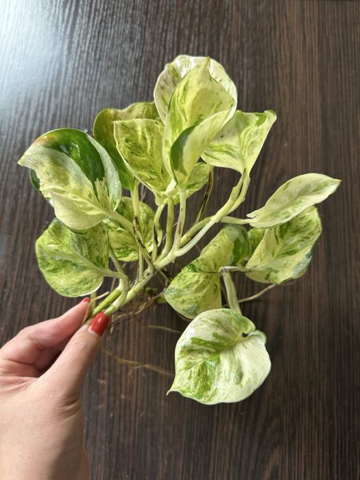 Єпіпремнум Хепі Ліф