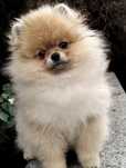 Szpic miniaturowy. Pomeranian.