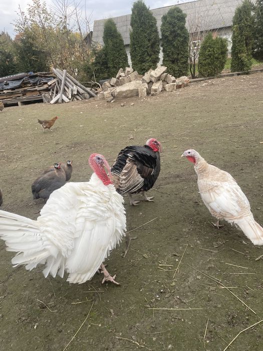 Indyki kaczki sprzedam