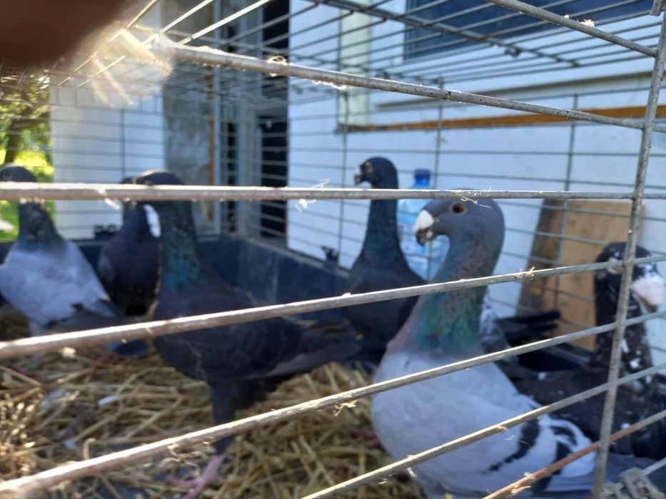 Gołębie niemieckie / niemiecki wystawowe