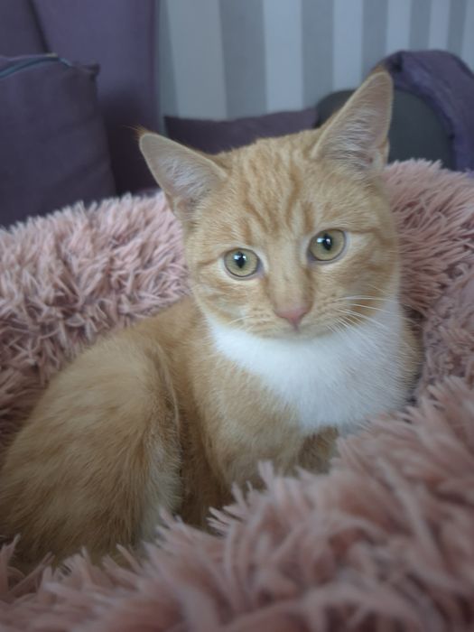 Kotka Celinka  szuka domu